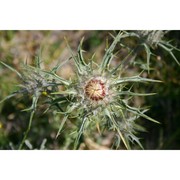 carlina macrocephala moris