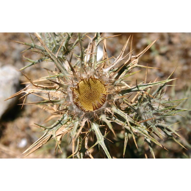 carlina macrocephala moris