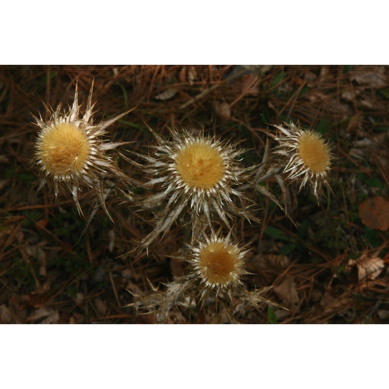 carlina nebrodensis guss. ex dc.