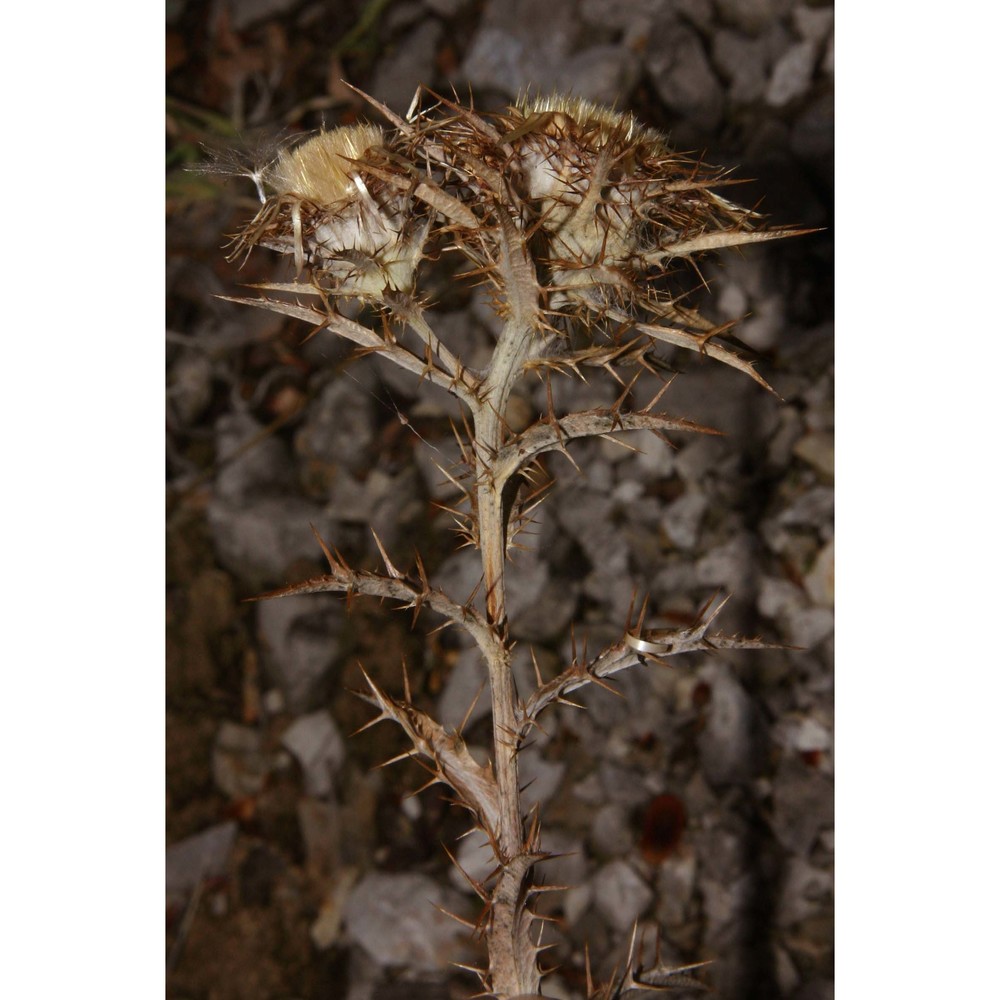 carlina nebrodensis guss. ex dc.