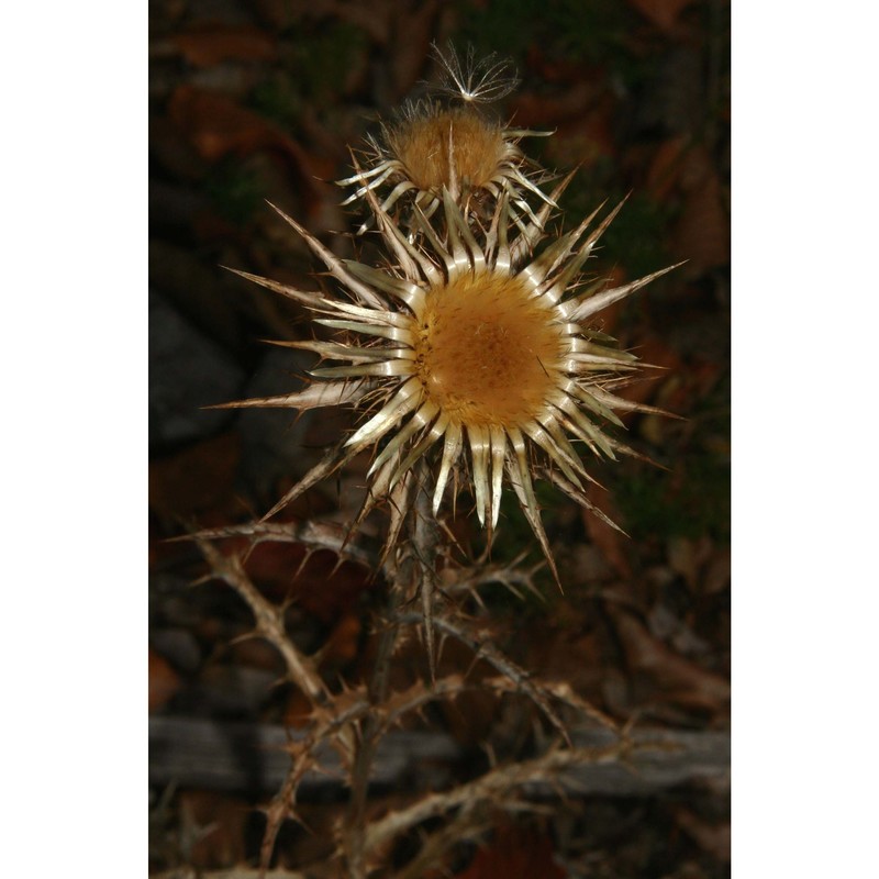 carlina nebrodensis guss. ex dc.