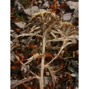 carlina nebrodensis guss. ex dc.