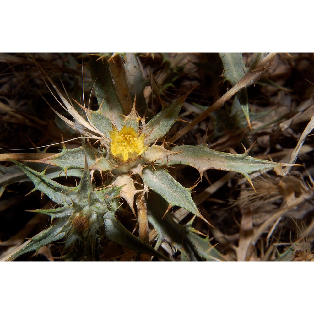 carlina racemosa l.