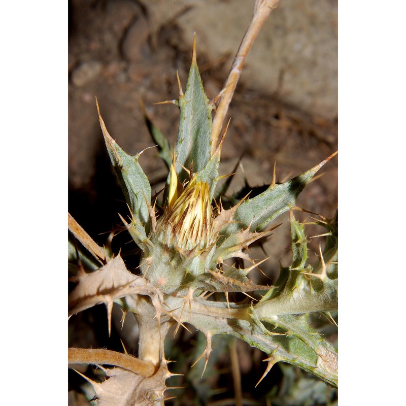 carlina racemosa l.