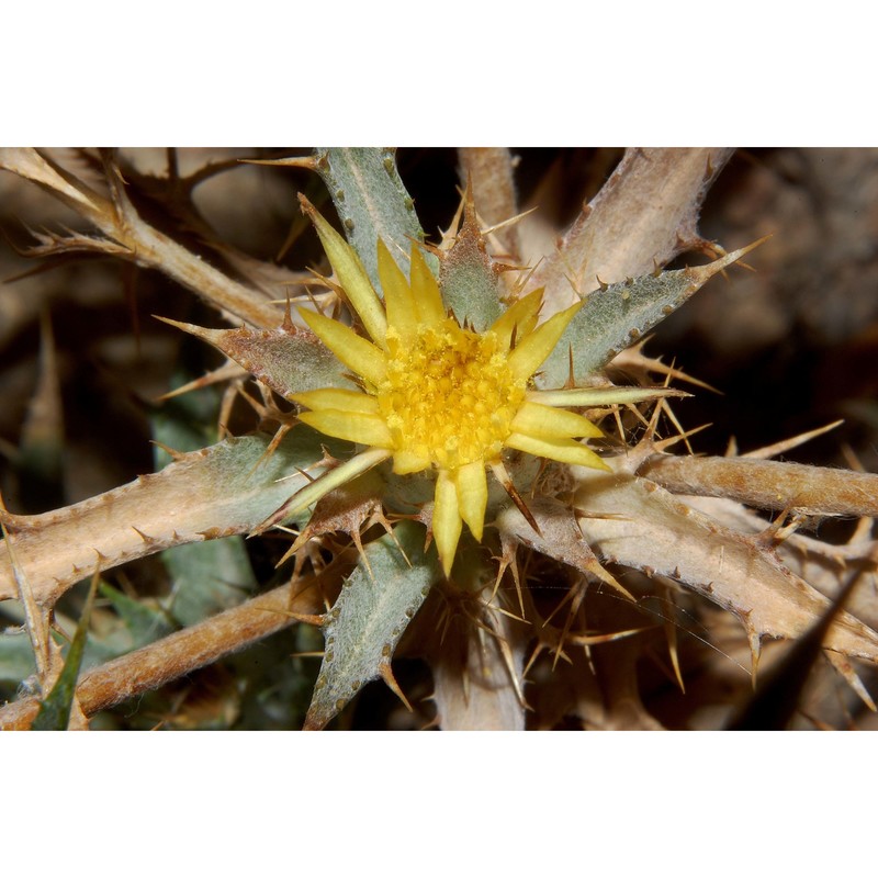 carlina racemosa l.