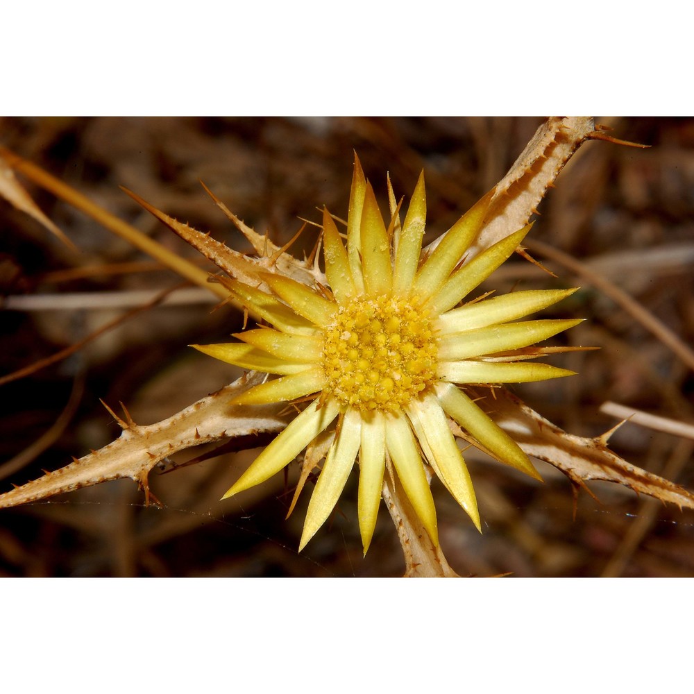 carlina racemosa l.