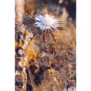 carlina sicula ten.