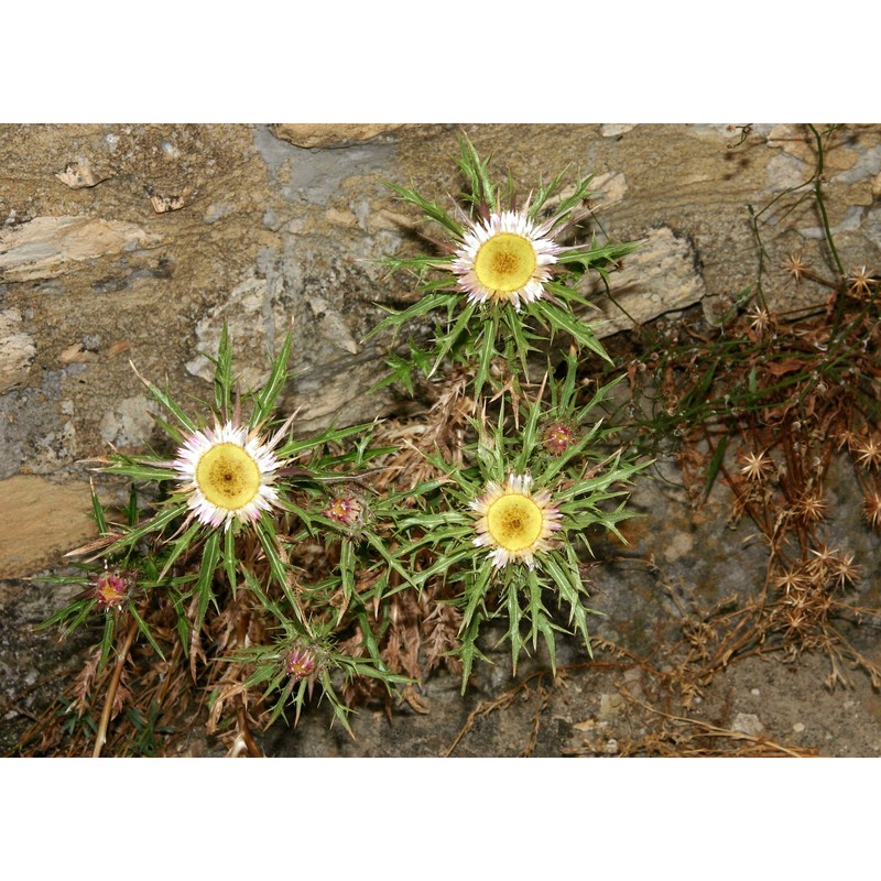 carlina sicula ten.