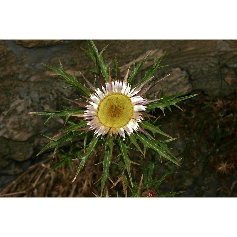 carlina sicula ten.