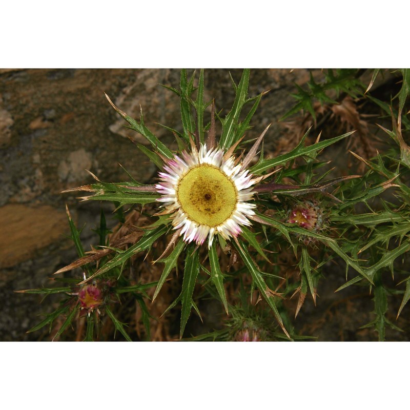 carlina sicula ten.