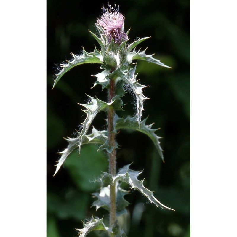 carthamus caeruleus l.