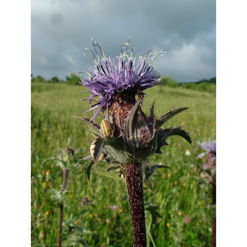 carthamus caeruleus l.