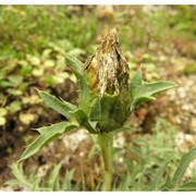 carthamus carduncellus l.