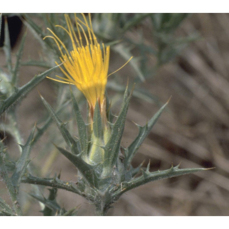 carthamus lanatus l. subsp. lanatus