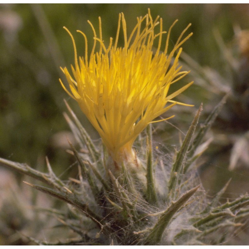 carthamus lanatus l. subsp. lanatus