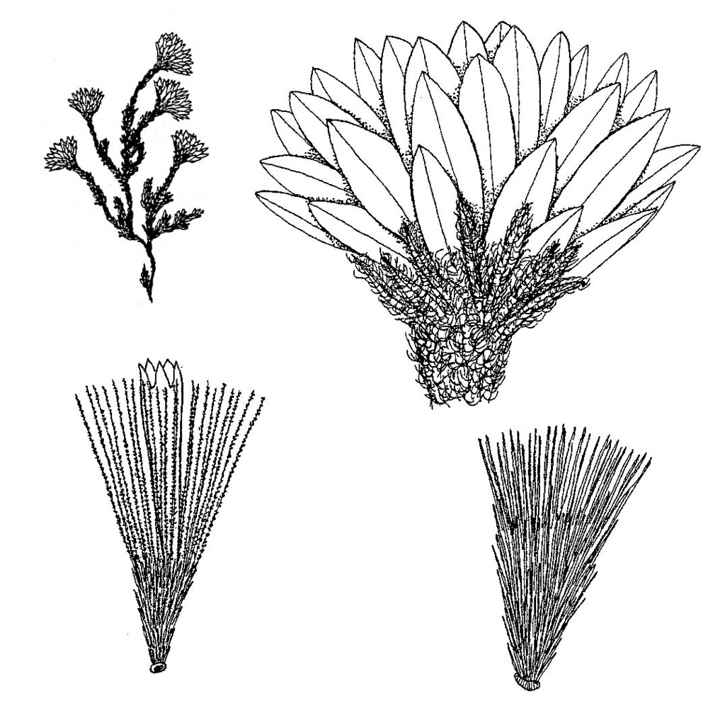 castroviejoa frigida (labill.) galbany, l. sáez et benedí