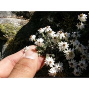 castroviejoa frigida (labill.) galbany, l. sáez et benedí