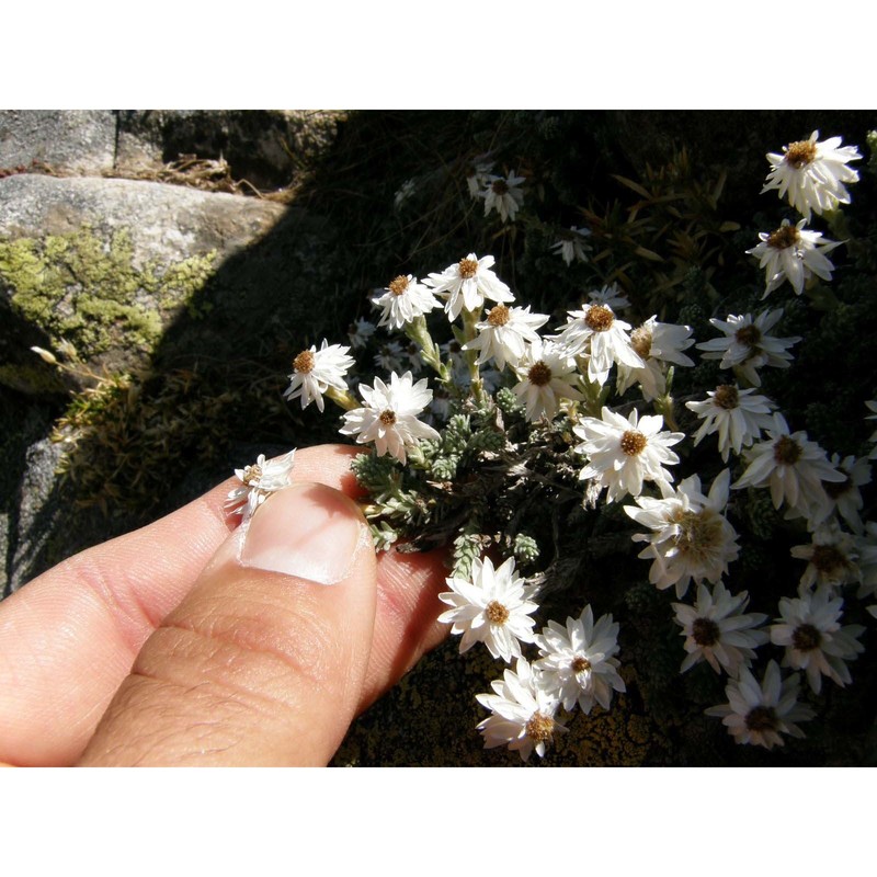 castroviejoa frigida (labill.) galbany, l. sáez et benedí