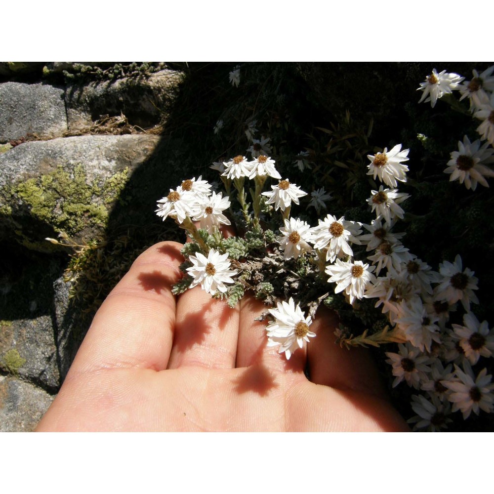 castroviejoa frigida (labill.) galbany, l. sáez et benedí