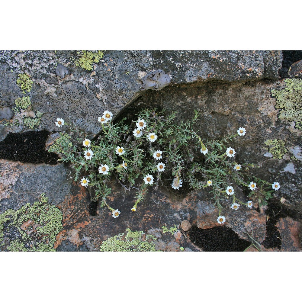 castroviejoa montelinasana (em. schmid) galbany, l. sáez et benedí