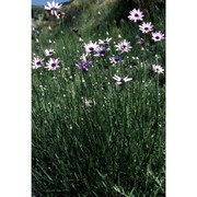 catananche caerulea l.