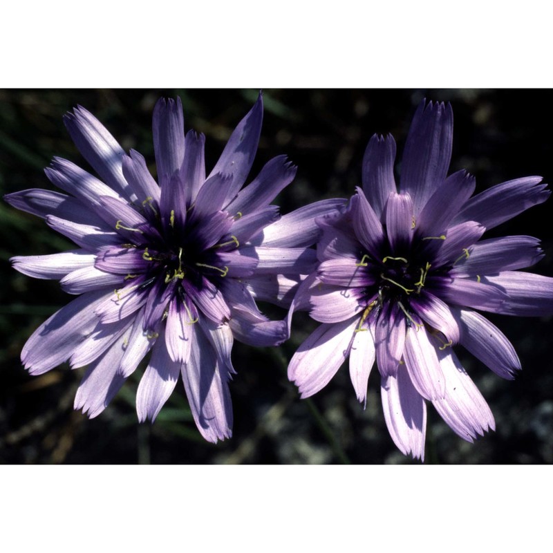 catananche caerulea l.