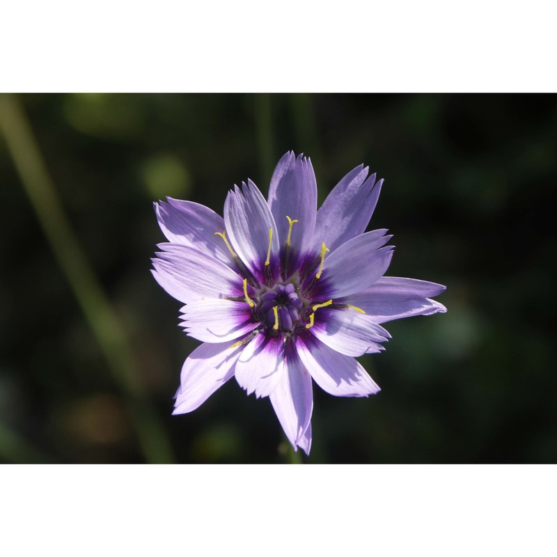 catananche caerulea l.