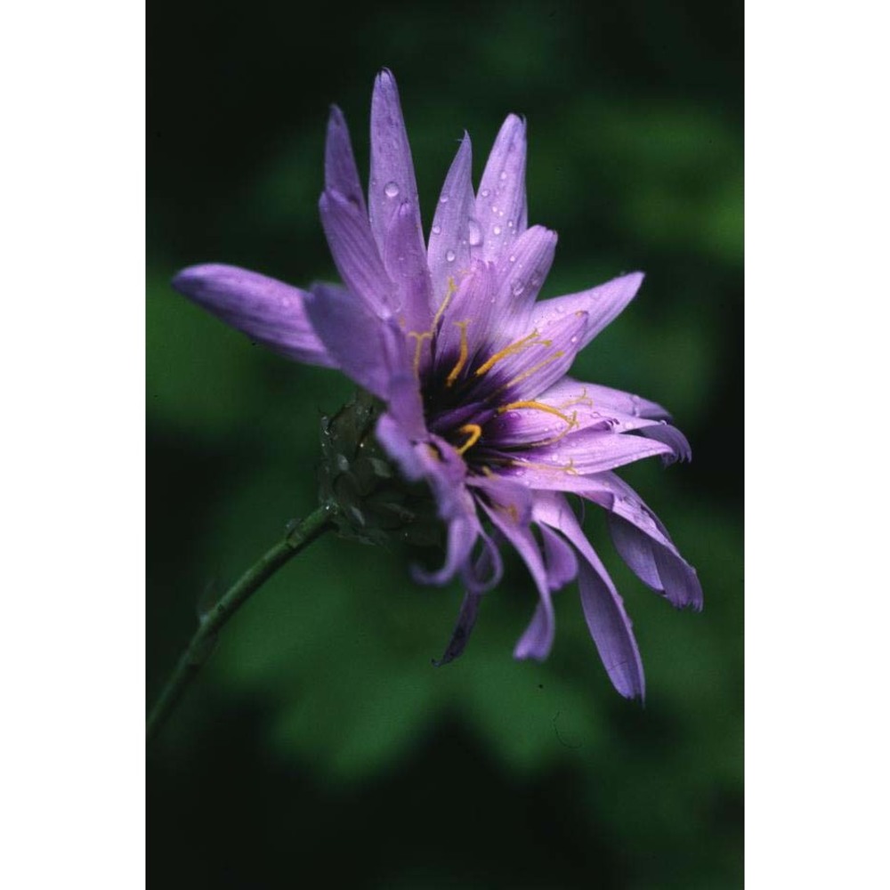 catananche caerulea l.