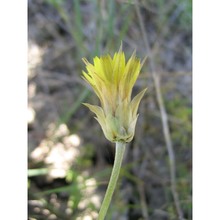 catananche lutea l.