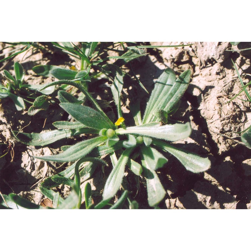 catananche lutea l.