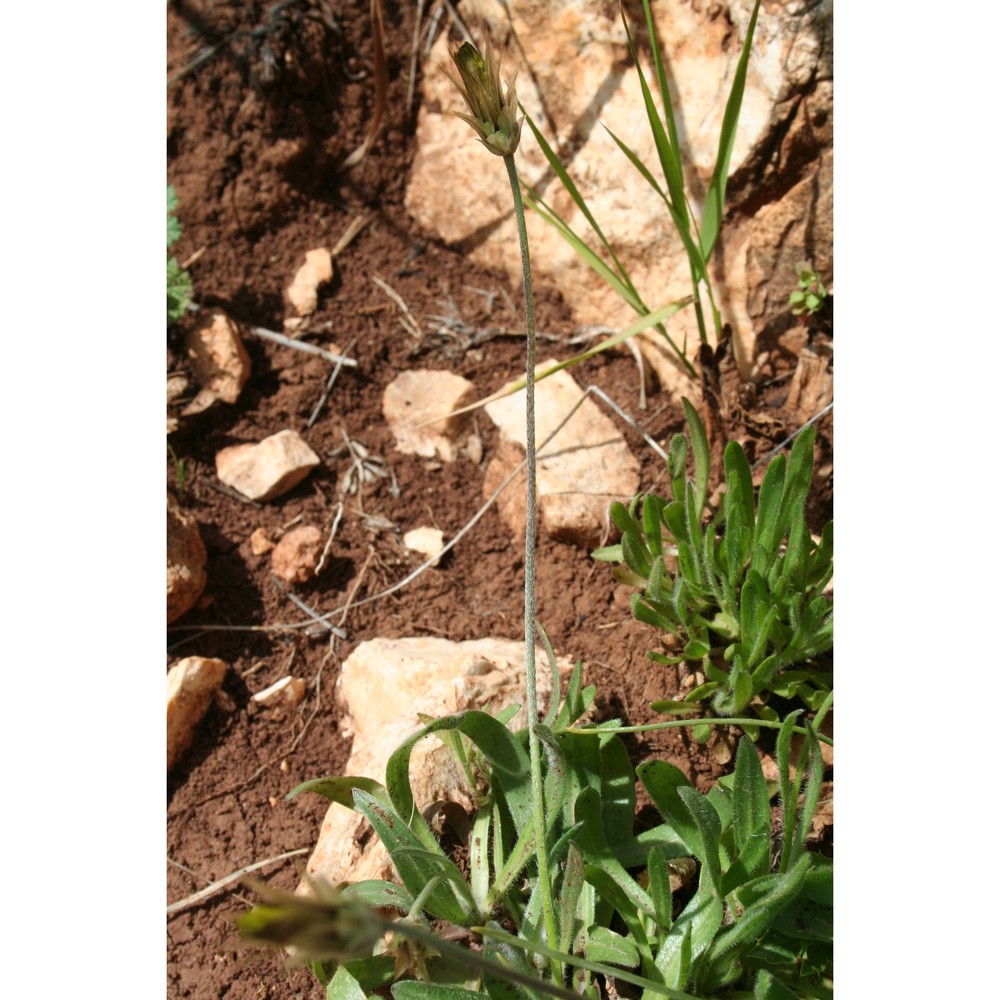 catananche lutea l.