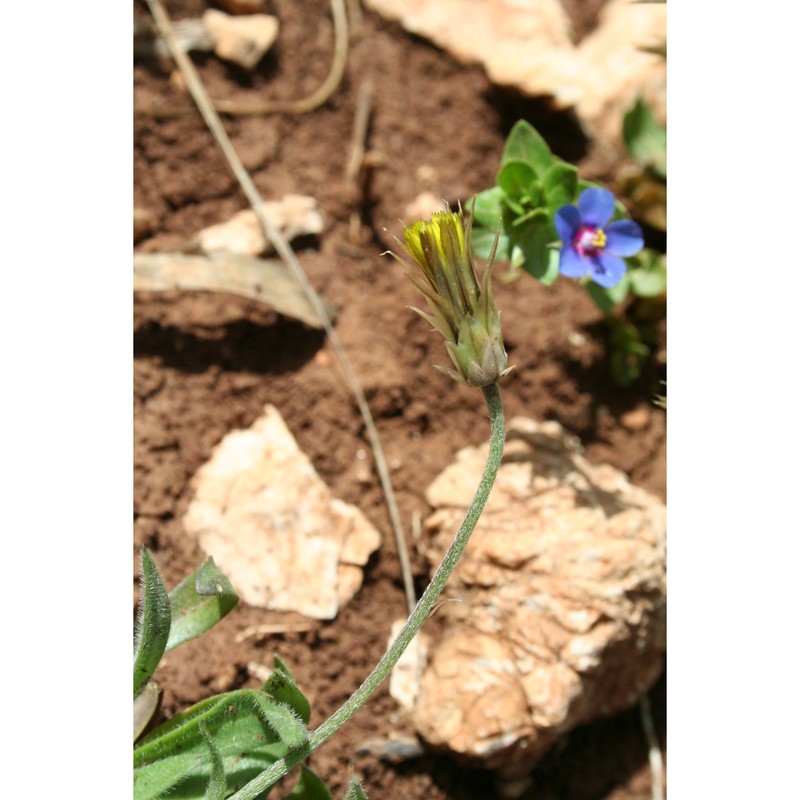 catananche lutea l.