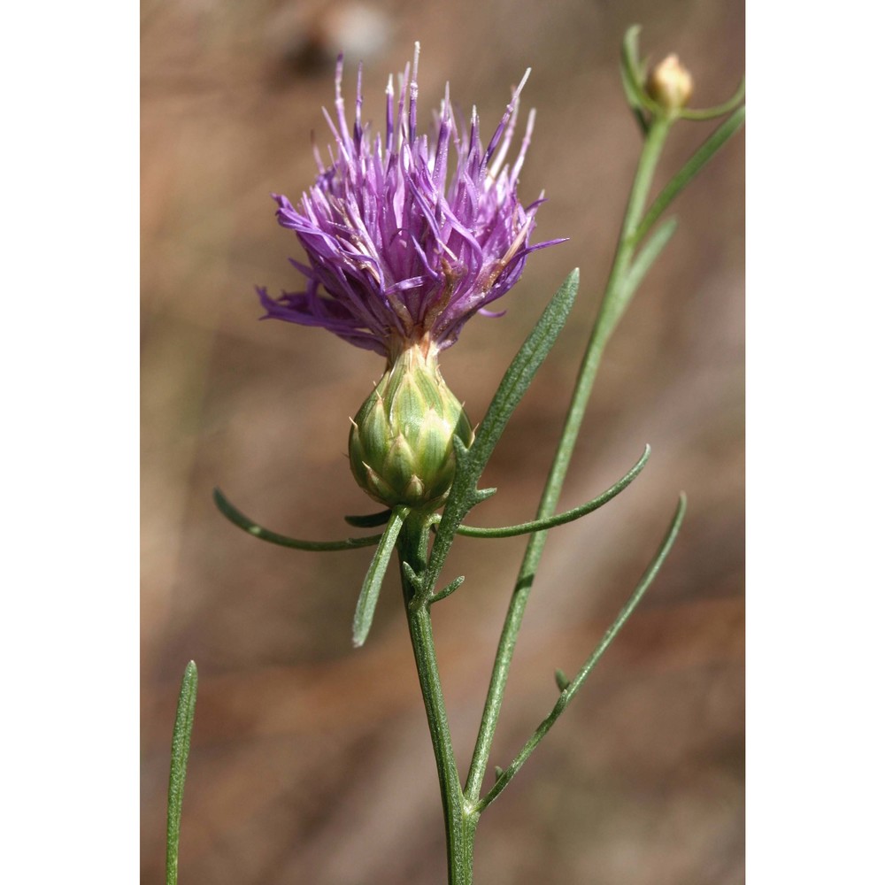 centaurea aeolica guss. ex lojac.