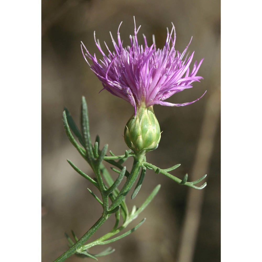 centaurea aeolica guss. ex lojac.