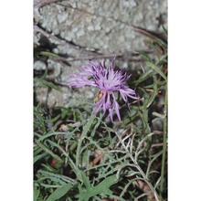 centaurea aetaliae (sommier) bég.