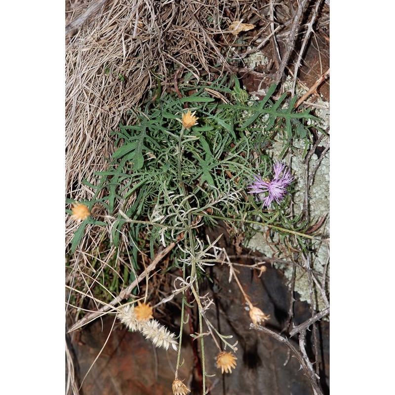 centaurea aetaliae (sommier) bég.