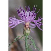 centaurea aetaliae (sommier) bég.