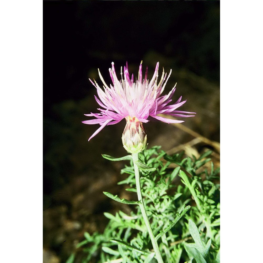 centaurea aetaliae (sommier) bég.