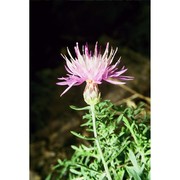 centaurea aetaliae (sommier) bég.