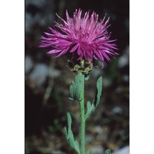 centaurea ambigua guss.