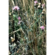 centaurea aplolepa moretti