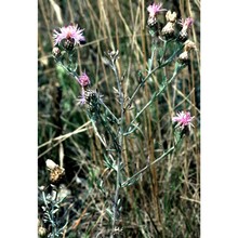 centaurea aplolepa moretti