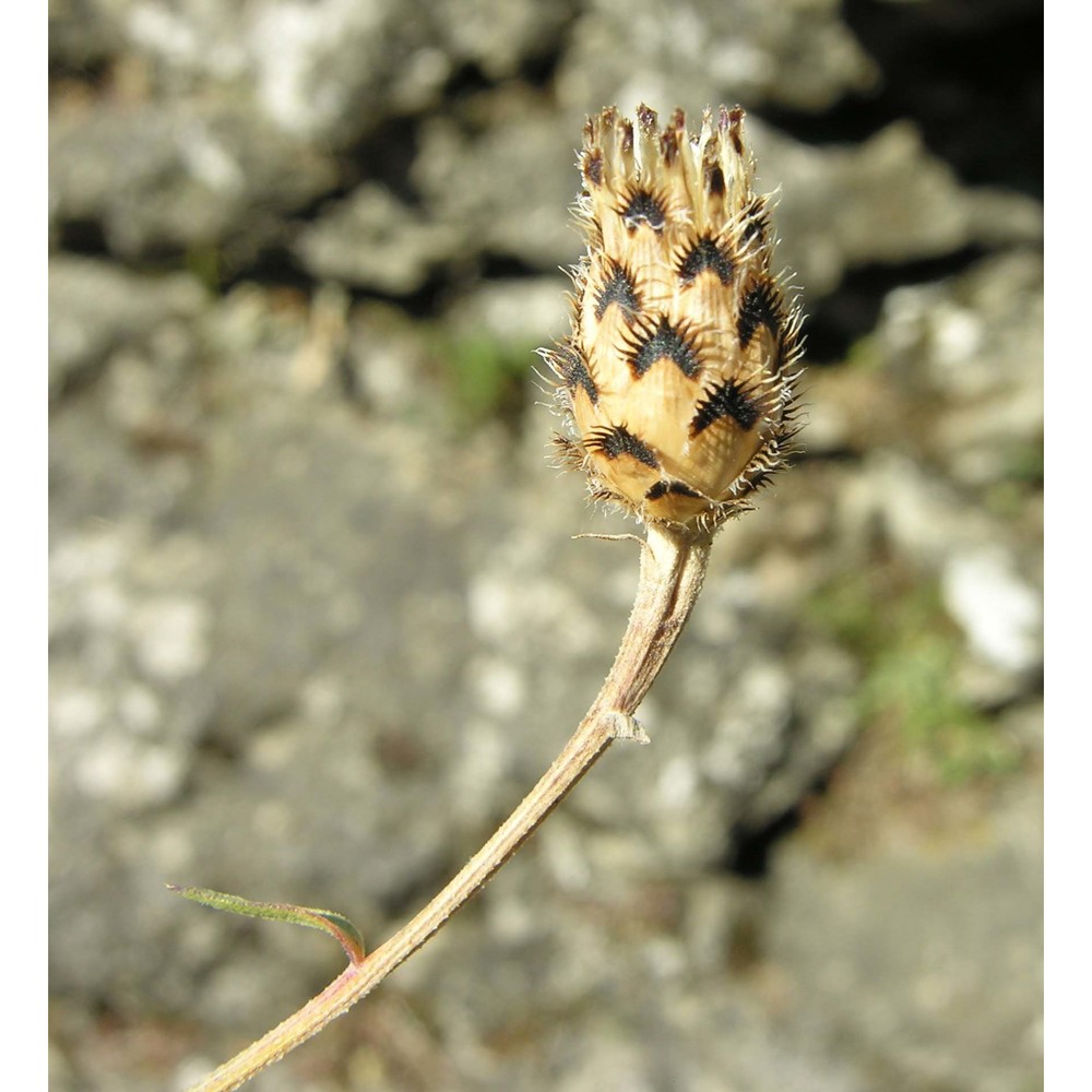 centaurea arrigonii greuter