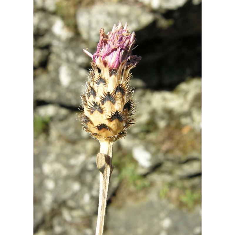 centaurea arrigonii greuter