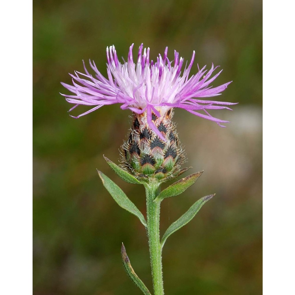 centaurea arrigonii greuter