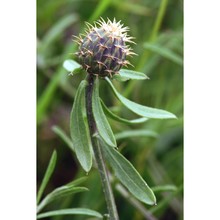 centaurea aspera l. subsp. aspera