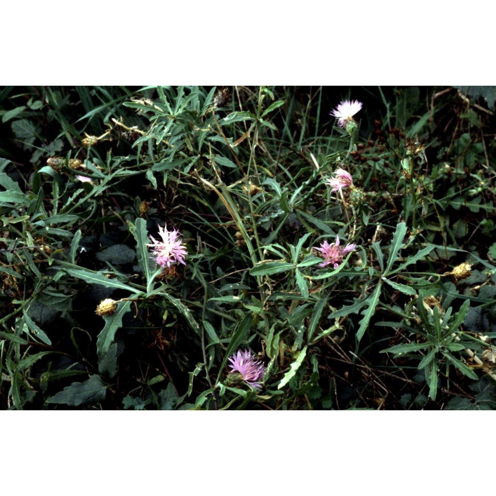 centaurea aspera l. subsp. aspera