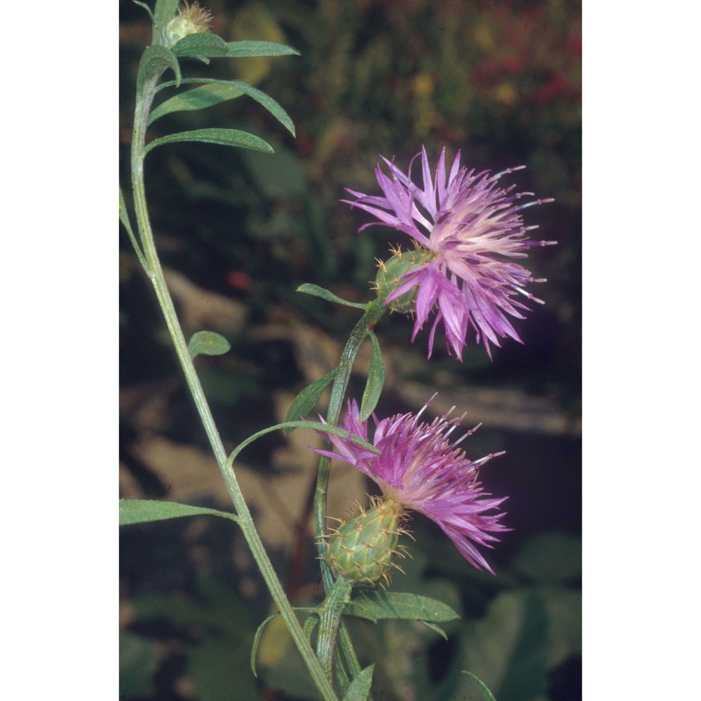 centaurea aspera l. subsp. aspera