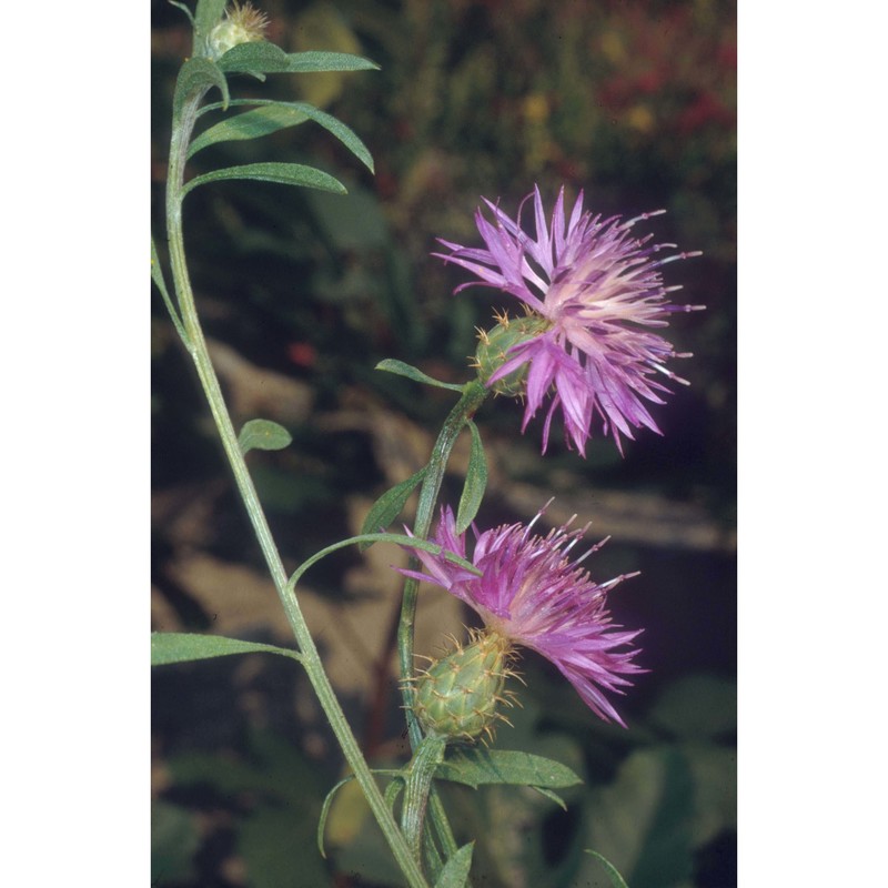 centaurea aspera l. subsp. aspera