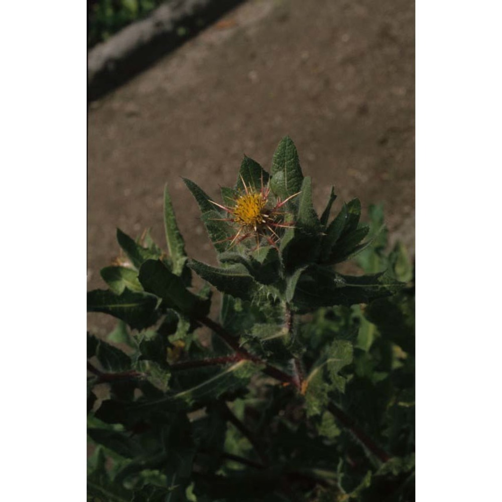 centaurea benedicta (l.) l.